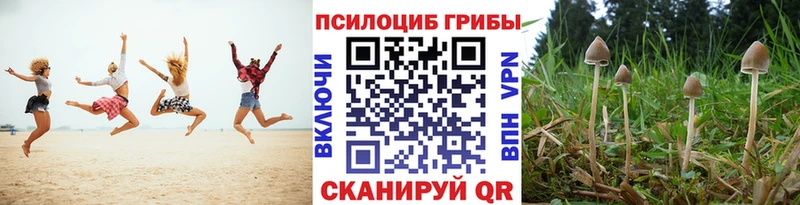 Купить  Назарово  Псилоцибиновые грибы Psilocybe 